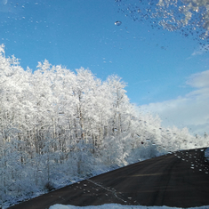 Snow Glazed Aspens