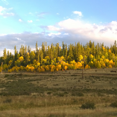 Elkhorn Ranch Fall Aspens